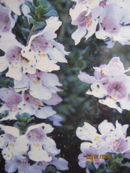 Preview: Prostanthera cuneata - Gebirgsbuschminze - Australische Minze - 30-40cm